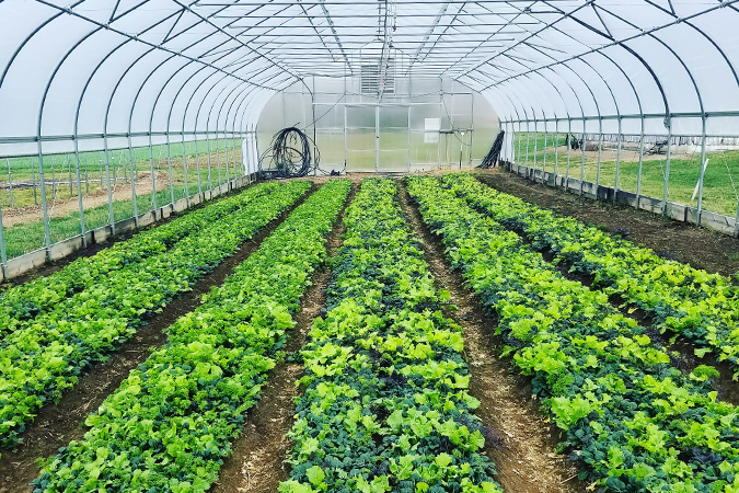 Terp Farm Salad Mix in High Tunnel