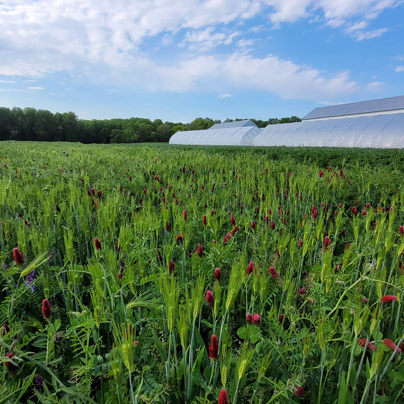 Terp Farm: Cover Crops in May