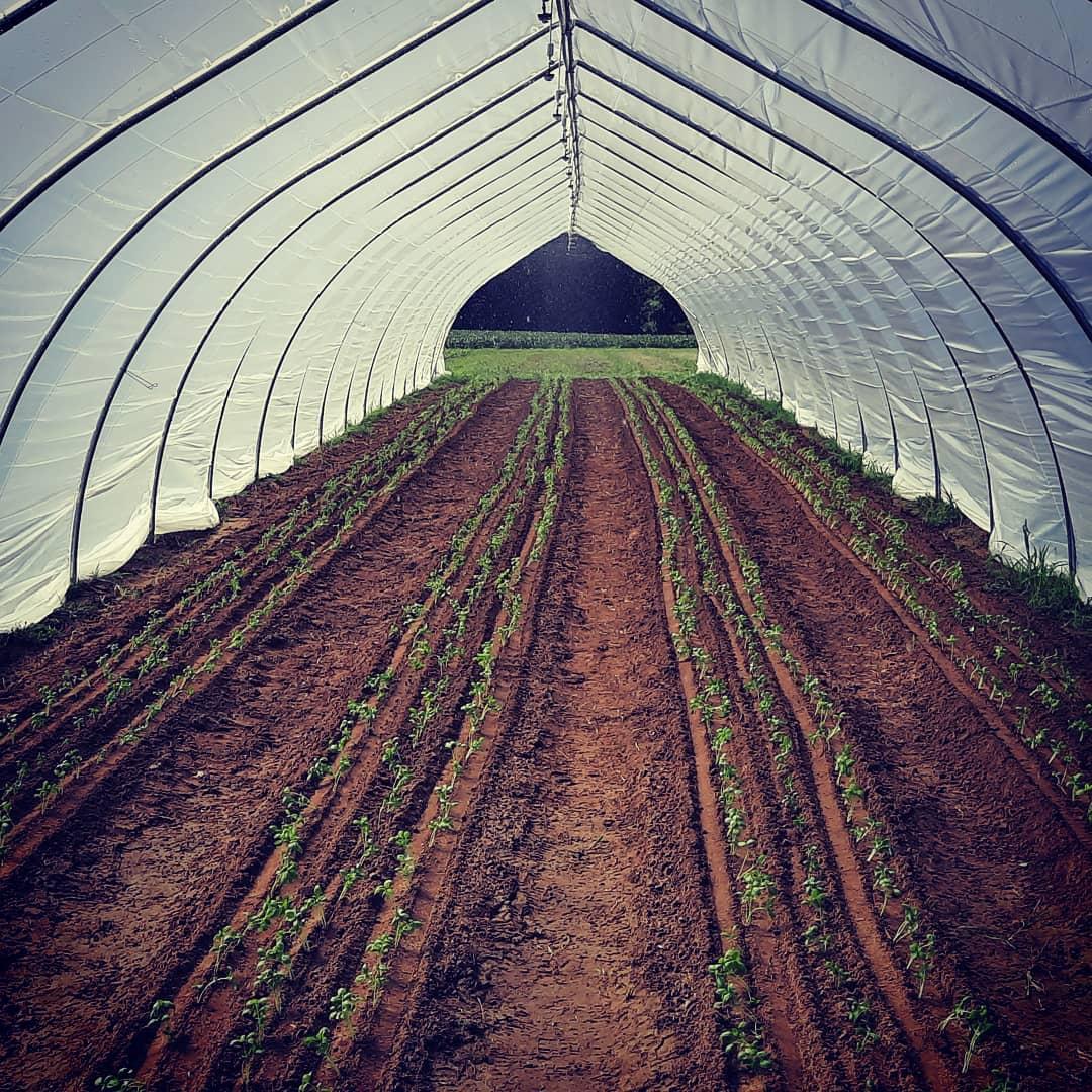 terp farm greenhouse