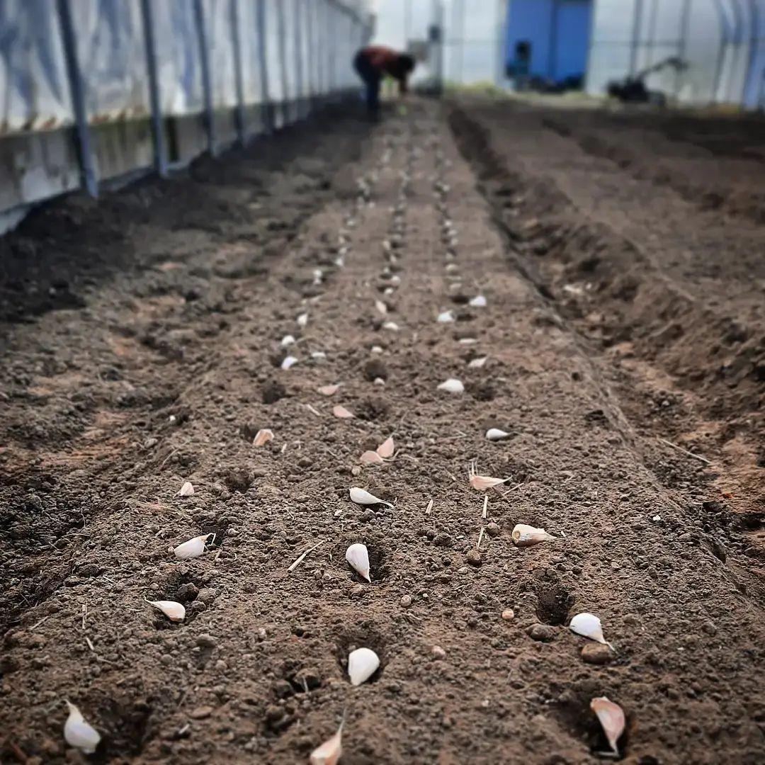 terp farm seed planting